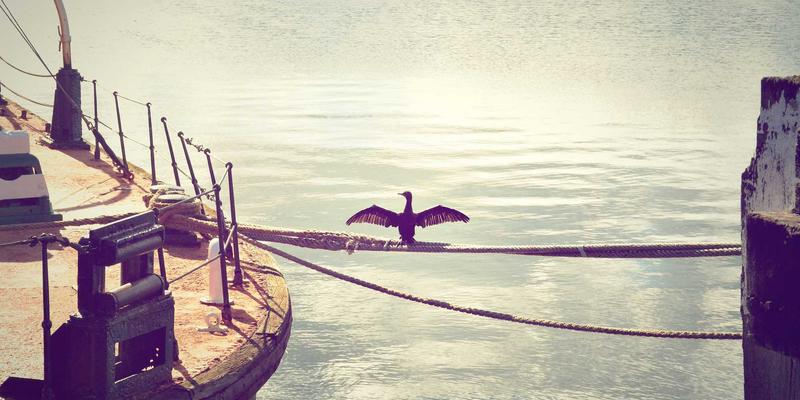 海运与多式联运合同中的“安全阀”:如何精准界定疫情、战争与罢工的不可抗力责任